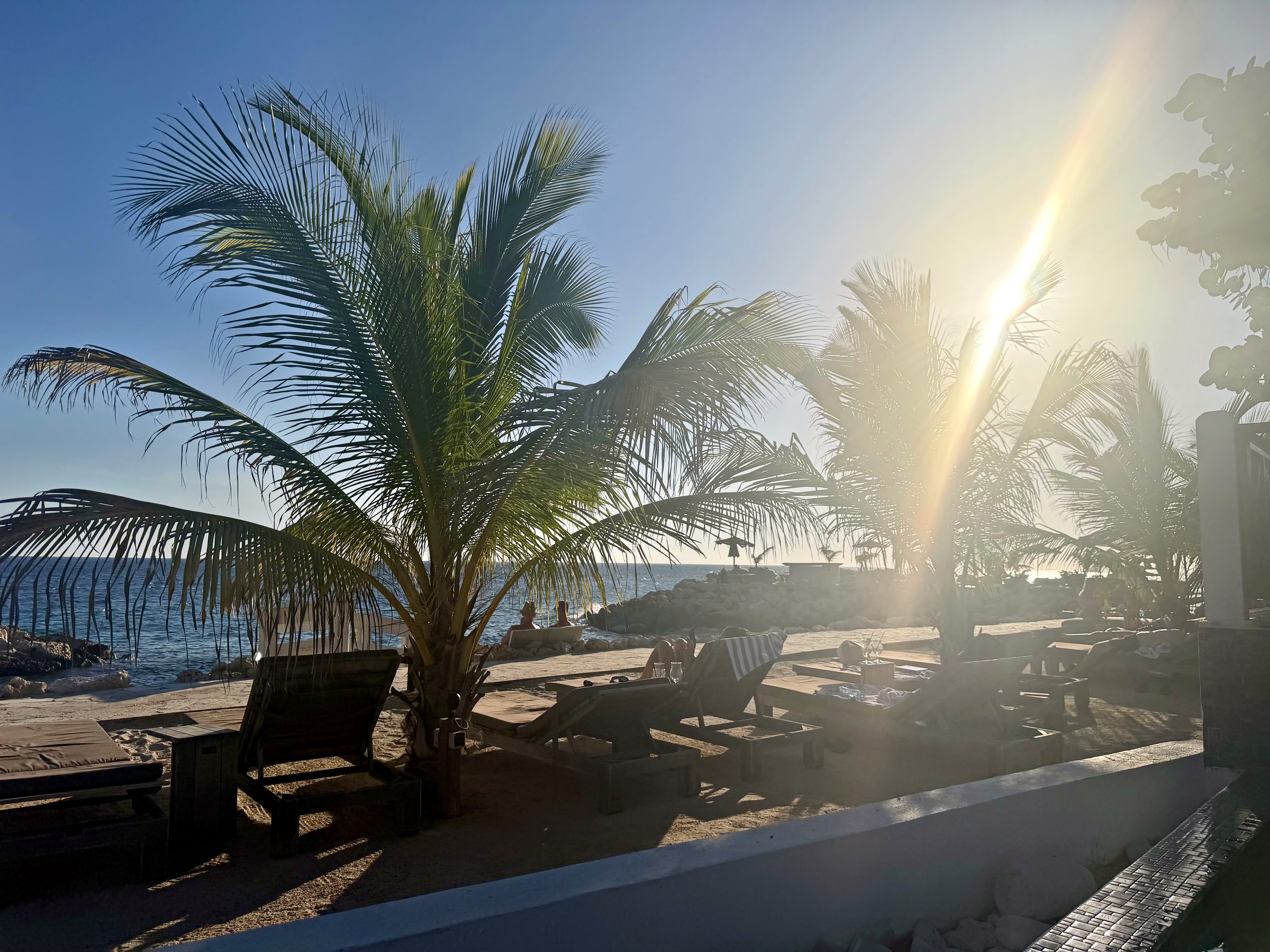 Palm trees and loungers in late-afternoon sun at Scuba Lodge